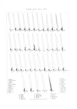 Varieties of Javanese keris