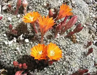 Clustered globular habit (Rebutia species)