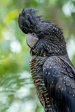Red-tailed black cockatoo (Female)
