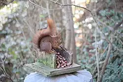 Red squirrel eating a pile of chestnuts on a wooden feeding stand in a wooded area on Tresco, Isles of Scilly.