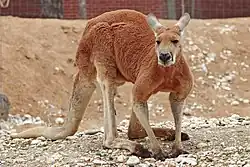 Male red kangaroo