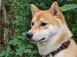 A red Shiba Inu with visible Urajiro markings on the muzzle, cheeks, ears and throat