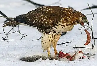 Juvenile eating a squirrel