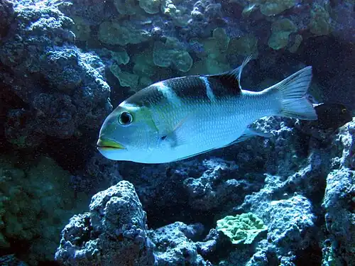 Bigeye emperor
