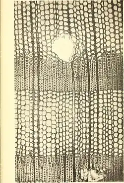 Transverse section of wood, cutting across the tracheid tubes, showing tree rings of fast (big cells, earlywood) and slow seasonal growth