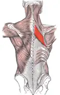 Rhomboid major muscle (red)