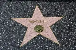 A standard Walk of Fame star featuring the name Rin-Tin-Tin and a motion picture emblem