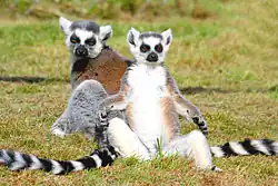 A group of three ring-tailed lemurs rest in the sun, with two sitting upright, facing the sun, with their arms to their sides.