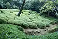 Ōkarikomi; trimmed bushes in Ritsurin Garden