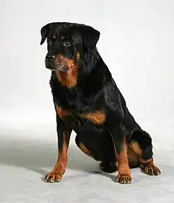 10-year-old Rottweiler
