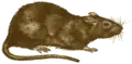 Rattus
