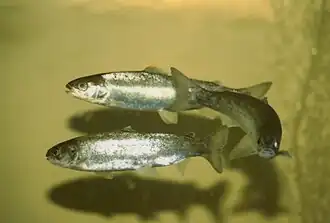 When the parr are ready for migration to the ocean, they become smolt.