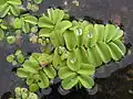 Salvinia - free floating