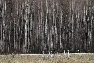 Sandhill cranes in Fairbanks, Alaska in May