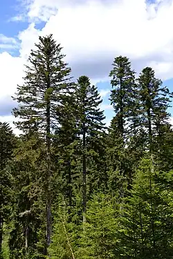 Conifer forest