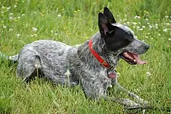 Refined modern Australian Cattle Dog with smooth coat