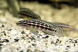 Lamprologini (E): Julidochromis marlieri is popular in the aquarium trade where members of the genus are known as "Julies"[56]