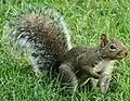 Sciurus carolinensis