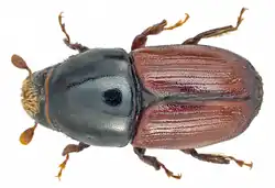 Scolytus scolytus, the larger European elm bark beetle, is a major vector of the disease.