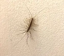 A photo of Scutigera coleoptrata on a white washroom wall.