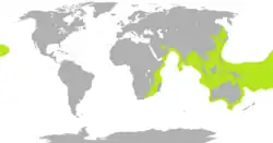 Range of sea snakes shown in lime green, except the widespread, pelagic yellow-bellied sea snake