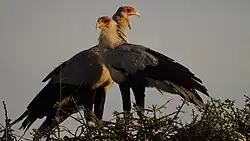 A pair of sercetarybirds standing on branches at the top of a tree