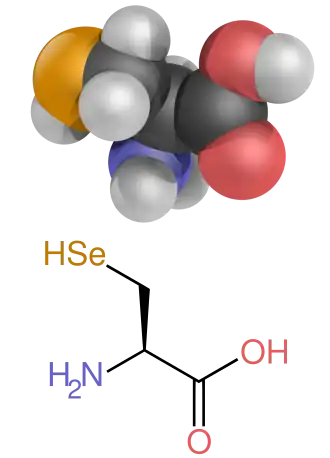 A diagram showing the structure of selenocysteine