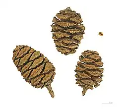 Giant sequoia cones