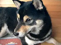 A black and tan Shiba Inu with Urajiro Markings