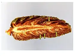 Cross section of maturing shortleaf pine cone showing seeds (arrows)