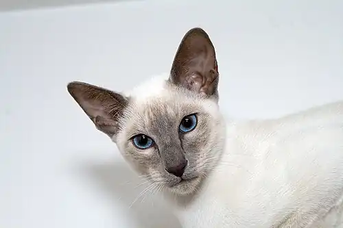 Lilac point Siamese cat