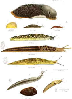 Various species of British land slugs, including (from the top) the larger drawings: Arion ater, Geomalacus maculosus, Limax maximus and Limax flavus