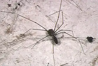 Smeringopus pallidus female with egg sac