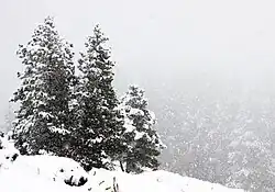 The narrow conical shape of boreal conifers, and their downward-drooping limbs, help them shed snow.[25]