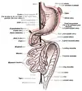 Second stage of development of the intestinal canal and peritoneum, seen from in front (diagrammatic). The liver has been removed and the two layers of the ventral mesogastrium (lesser omentum) have been cut. The vessels are represented in black and the peritoneum in the reddish tint.