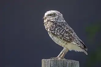 Southern burrowing owl (A. c. cunicularia), Uruguay