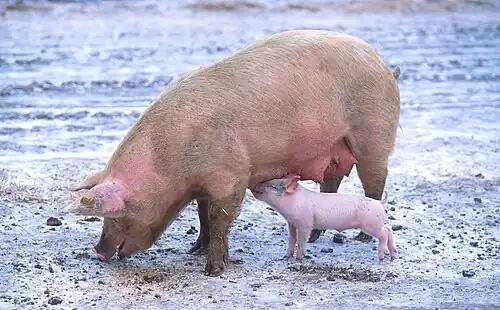 The pig has been domesticated over ten thousand years and selectively bred to have a pink skin, without melanin, which farmers traditionally have preferred to a dark color.[36]