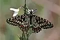 Spanish festoon (Zerynthia rumina), tribe Zerynthiini