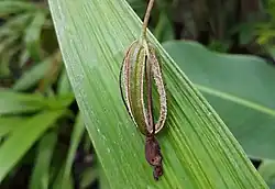 Orchid capsule, dehiscing with slits to release the tiny seeds, here of Spathoglottis plicata