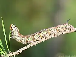 Pine hawk-moth (Sphinx pinastri) caterpillar feeding on pine needles