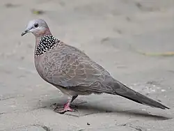 A spotted dove (Spilopelia chinensis) in Zhengzhou, China.