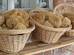 Natural sponges in Tarpon Springs, Florida