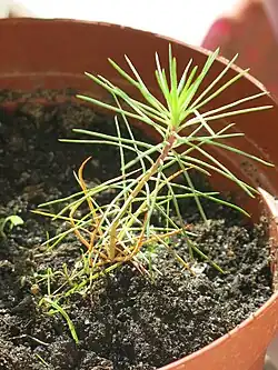 Juvenile leaves of seedling Pinus pinaster, single and arranged spirally