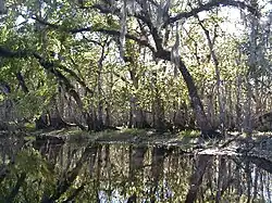 The river is smooth as glass and lined by oak and other mixed-forest trees, drooping over and reflected in the water; its width is approximately a dozen yards (11&nbsp;m).