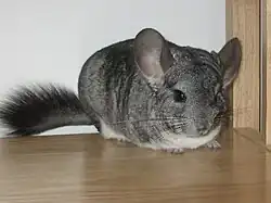 A typical domestic chinchilla