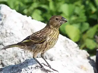 Laysan Finch on guano pile