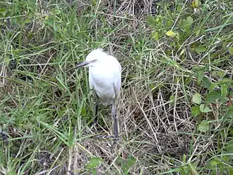 Juvenile western cattle egret on Maui; in some individuals, the bill is black for a short period after fledging