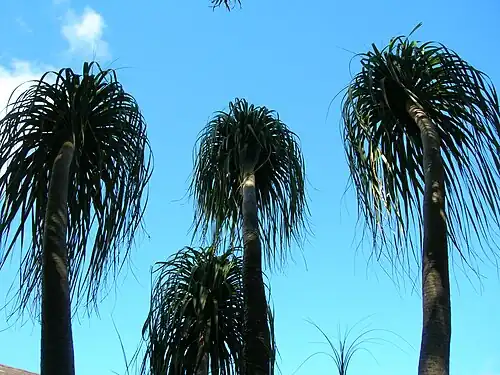 Beaucarnea recurvata