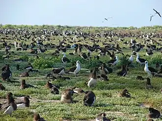 Laysan albatross at Midway Atoll, Sand Island