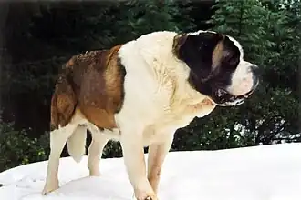 Longhaired St. Bernard